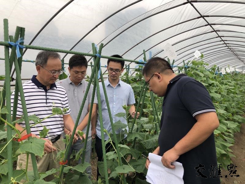 图片说明：陈学好教授团队查看基地黄瓜生长情况